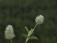 Trifolium arvense 3, Hazenpootje, Saxifraga-Jan van der Straaten