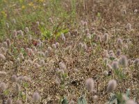 Trifolium arvense 32, Hazenpootje, Saxifraga-Willem van Kruijsbergen