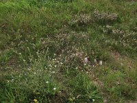 Trifolium arvense 34, Hazenpootje, Saxifraga-Hans Boll