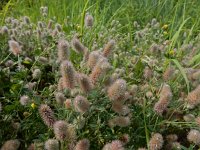 Trifolium arvense 38, Hazenpootje, Saxifraga-Peter Meininger