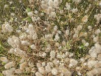 Hazenpootje  Trifolium arvense : background, flora, floral, flower, flower head, flowers, growth, hare's-foot clover, many, natural, nature, no people, nobody, oldfield clover, plant, plants, rabbitfoot clover, stone clover, summer, summertime, Trifolium  arvense, vascular