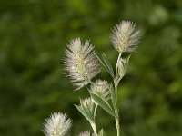 Trifolium arvense 4, Hazenpootje, Saxifraga-Jan van der Straaten