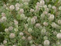 Trifolium arvense 40, Hazenpootje, Saxifraga-Willem van Kruijsbergen