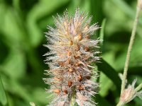 Trifolium arvense 42, Hazenpootje, Saxifraga-Sonja Bouwman