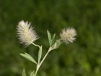 Trifolium arvense 5, Hazenpootje, Saxifraga-Jan van der Straaten