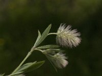 Trifolium arvense 6, Hazenpootje, Saxifraga-Willem van Kruijsbergen