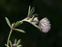 Trifolium arvense 9, Hazenpootje, Saxifraga-Willem van Kruijsbergen