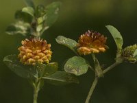 Trifolium aureum 6, Akkerklaver, Saxifraga-Willem van Kruijsbergen
