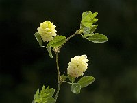 Trifolium aureum 7, Akkerklaver, Saxifraga-Jan van der Straaten