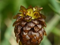 Trifolium badium 16, Saxifraga-Sonja Bouwman  Brown clover - Trifolium badium - Fabaceae familie