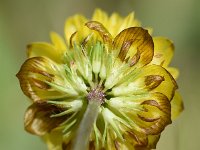 Trifolium badium 19, Saxifraga-Sonja Bouwman  Brown clover - Trifolium badium - Fabaceae familie