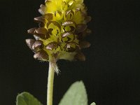 Trifolium badium 5, Saxifraga-Marijke Verhagen