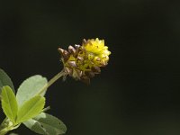 Trifolium badium 6, Saxifraga-Marijke Verhagen