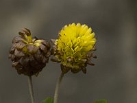Trifolium badium 9, Saxifraga-Willem van Kruijsbergen
