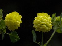 Trifolium campestre 18, Liggende klaver, Saxifraga-Willem van Kruijsbergen