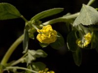 Trifolium campestre 2, Liggende klaver, Saxifraga-Marijke Verhagen