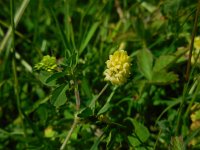 Trifolium campestre 23, Liggende klaver, Saxifraga-Ed Stikvoort