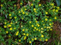 Trifolium campestre 24, Liggende klaver, Saxifraga-Ed Stikvoort