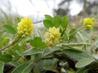 Trifolium campestre 26, Liggende klaver, Saxifraga-Rutger Barendse
