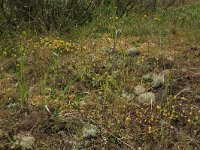 Trifolium campestre 27, Liggende klaver, Saxifraga-Hans Boll