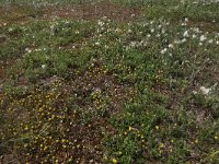 Trifolium campestre 28, Liggende klaver, Saxifraga-Hans Boll