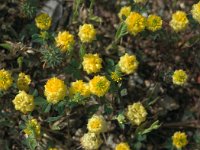 Trifolium campestre 32, Liggende klaver, Saxifraga-Jan van der Straaten