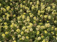 Trifolium campestre 34, Liggende klaver, Saxifraga-Willem van Kruijsbergen