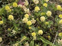 Trifolium campestre 35, Liggende klaver, Saxifraga-Willem van Kruijsbergen