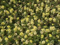 Trifolium campestre 40, Liggende klaver, Saxifraga-Willem van Kruijsbergen