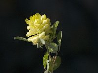 Trifolium campestre 5, Liggende klaver, Saxifraga-Jan van der Straaten