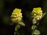 Trifolium campestre 8, Liggende klaver, Saxifraga-Willem van Kruijsbergen