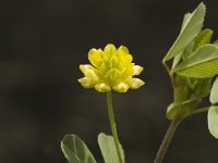 Trifolium dubium, Lesser Trefoil