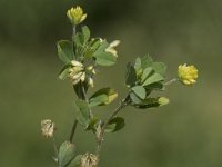 Trifolium dubium 10, Kleine klaver, Saxifraga-Willem van Kruijsbergen