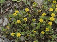 Trifolium dubium 13, Kleine klaver, Saxifraga-Willem van Kruijsbergen