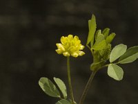 Trifolium dubium 2, Kleine klaver, Saxifraga-Jan van der Straaten