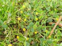 Trifolium dubium 4, Kleine klaver, Saxifraga-Rutger Barendse
