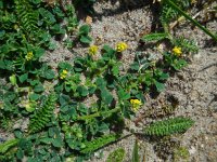 Trifolium dubium 7, Kleine klaver, Saxifraga-Ed Stikvoort