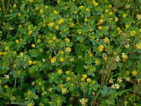 Trifolium dubium 9, Kleine klaver, Saxifraga-Ed Stikvoort