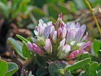 Trifolium fragiferum 11, Aardbeiklaver, Saxifraga-Jeroen Willemsen