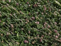 Trifolium fragiferum 12, Aardbeiklaver, Saxifraga-Peter Meininger
