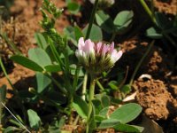 Trifolium fragiferum 13, Aardbeiklaver, Saxifraga-Rutger Barendse