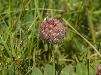 Trifolium fragiferum 18, Aardbeiklaver, Saxifraga-Jan van der Straaten