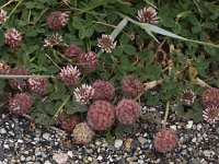 Trifolium fragiferum 20, Aardbeiklaver, Saxifraga-Peter Meininger