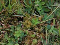 Trifolium fragiferum 21, Aardbeiklaver, Saxifraga-Hans Boll