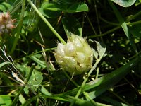 Trifolium fragiferum 23, Aardbeiklaver, Saxifraga-Rutger Barendse