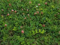 Trifolium fragiferum 29, Aardbeiklaver, Saxifraga-Hans Boll