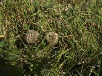Trifolium fragiferum 3, Aardbeiklaver, Saxifraga-Jan van der Straaten