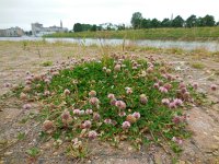 Trifolium fragiferum 33, Aardbeiklaver, Saxifraga-Ed Stikvoort