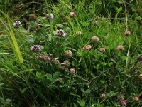Trifolium fragiferum 39, Aardbeiklaver, Saxifraga-Hans Boll