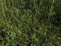 Trifolium fragiferum 40, Aardbeiklaver, Saxifraga-Hans Boll